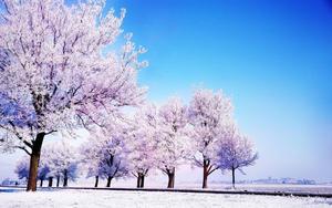 Purple Trees In Winter winter wallpaper
