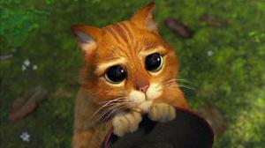 Puss In Boots From Shrek shrek wallpaper