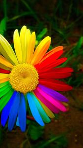 Rainbow Daisy Beautiful Phone beautiful phone wallpaper