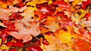 Raindrops Fall Aesthetic Leaves fall aesthetic wallpaper