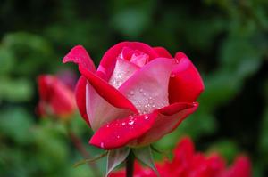 Rare Red And White Flower Picture flower wallpaper
