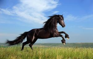 Ready for the Ride horse wallpaper