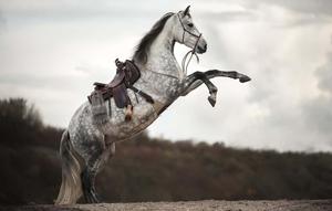 Rearing majestic horse horse wallpaper