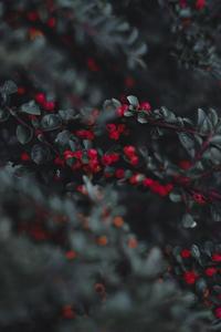 Red Berries Beautiful Phone beautiful phone wallpaper