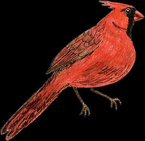 Red Cardinal Bird Illustration Wallpaper