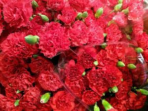 Red Carnation Flowers Picture flower wallpaper