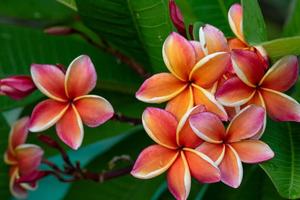 Red Frangipani Flower Picture flower wallpaper