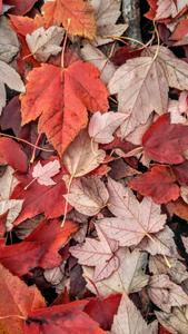 Red Green Maple Leaves Fall IPhone fall iphone wallpaper