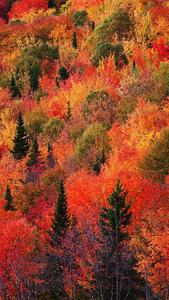 Red Green Trees Fall IPhone fall iphone wallpaper