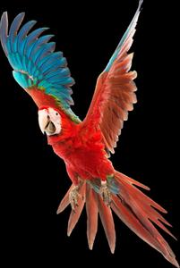 Red Macaw In Flight.jpg Wallpaper