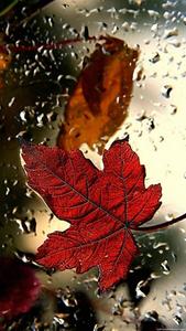 Red Maple Leaf Fall IPhone fall iphone wallpaper
