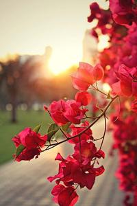 Red Nature Flower nature flower wallpaper