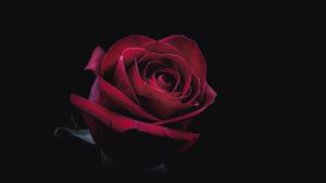 Red Oled Rose oled wallpaper