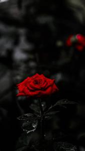 Red Rose Flower 8K Phone 8k phone wallpaper