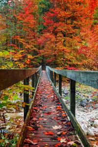 Red Trees And Bridge Fallen IPhone fall iphone wallpaper