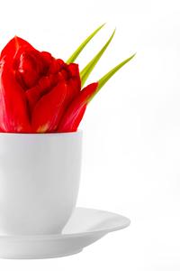 Red Tulip For Mothers Day mothers day wallpaper