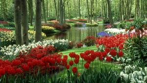 Red Tulips Nature Flower nature flower wallpaper