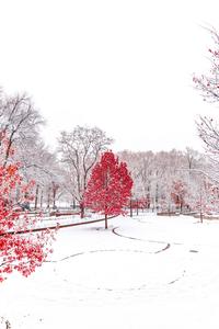 Red Winter Trees winter wallpaper