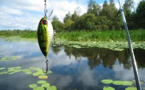 Reel in the Catch of a Lifetime fishing wallpaper