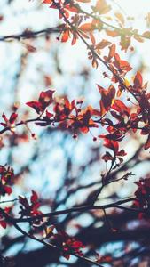 Refreshing fall vibes fall aesthetic wallpaper