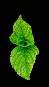 Refreshing Mint Leaves in a Minimalistic Black Screen black screen wallpaper
