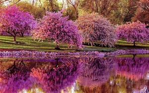 Relax and Appreciate the Beauty of Spring spring desktop wallpaper