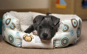 Relaxed Little Black Puppy puppy wallpaper