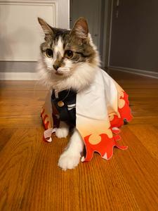 Rengoku Cute Cat PFP cute cat pfp wallpaper