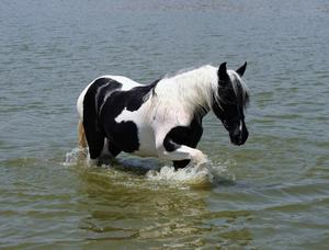 Resilient Pinto Horse Enjoys a Splash in the Water horse wallpaper
