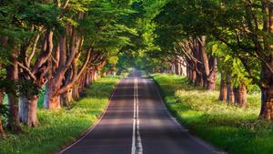 Revel In The Splendor Of Summer summer wallpaper