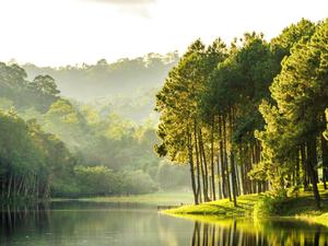 Riverside Forest Nature Picture nature wallpaper