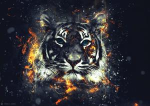 Roaring Tiger blazing in flames tiger wallpaper