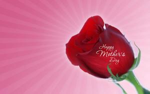 Rose Bud Mothers Day mothers day wallpaper