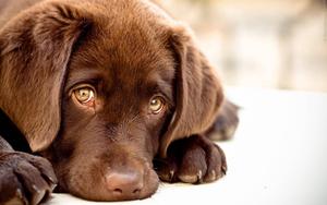 Sad Face Brown Puppy puppy wallpaper