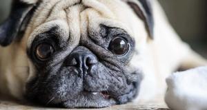 Sad Pug Puppy Picture puppy wallpaper
