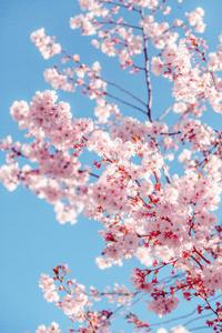 Sakura Bloosom For Girly Lock Screen Iphone girly lock screen iphone wallpaper