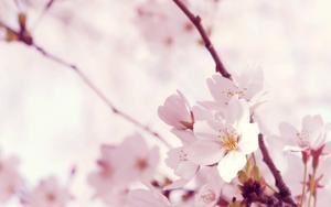 Sakura Pink Flower flower wallpaper