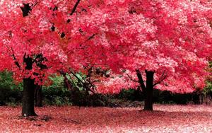 Sakura Trees Full Desktop Screen Hd full screen hd desktop wallpaper