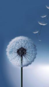 Samsung Full HD Dandelion samsung full hd wallpaper