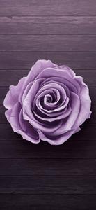 Samsung Galaxy S22 Purple Rose samsung galaxy s22 wallpaper