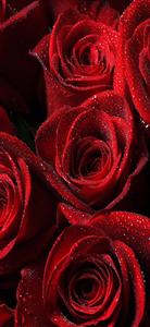 Samsung Galaxy S22 Red Roses samsung galaxy s22 wallpaper