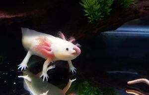 Say hello to Axolotl - the unique amphibian species axolotl wallpaper
