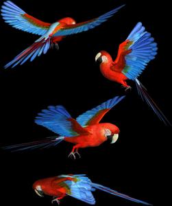 Scarlet_ Macaws_ In_ Flight Wallpaper