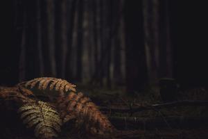 Scary Dark Forest Picture scary wallpaper