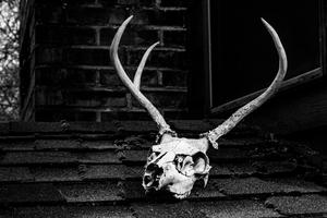 Scary Deer Skull Picture scary wallpaper