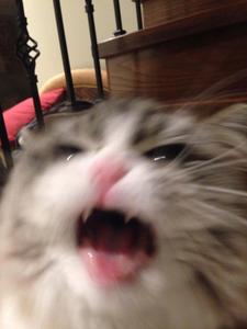 Screaming Cute Cat PFP cute cat pfp wallpaper