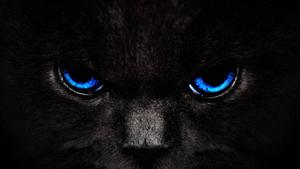 Send your friends a surprise with this adorable black cat on WhatsApp! whatsapp wallpaper