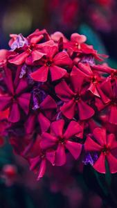 Serene Blossoms - Enjoy Nature's Beauty nature flower wallpaper
