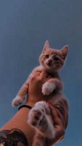 Serrade Petit Cute Cat Aesthetic cute cat aesthetic wallpaper