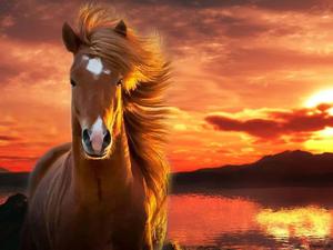 Short horse running around the meadow horse wallpaper